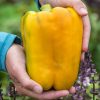 Mega Gold Hybrid Sweet Pepper  Seed