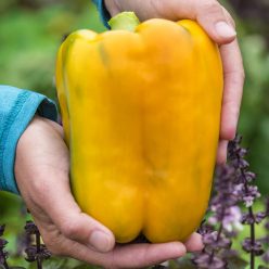 Mega Gold Hybrid Sweet Pepper  Seed