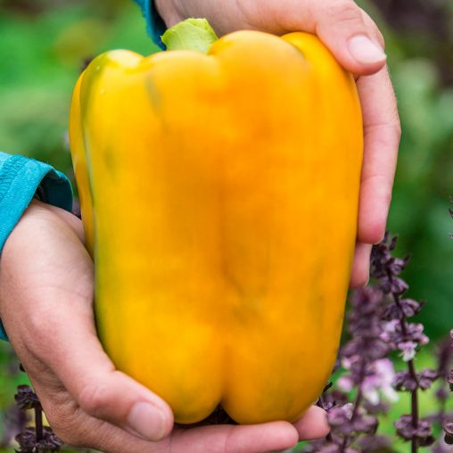 Mega Gold Hybrid Sweet Pepper  Seed - Image 2