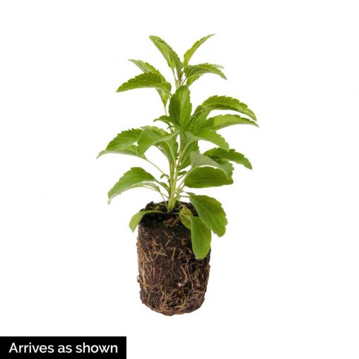 Sage Herb Seed - Image 2