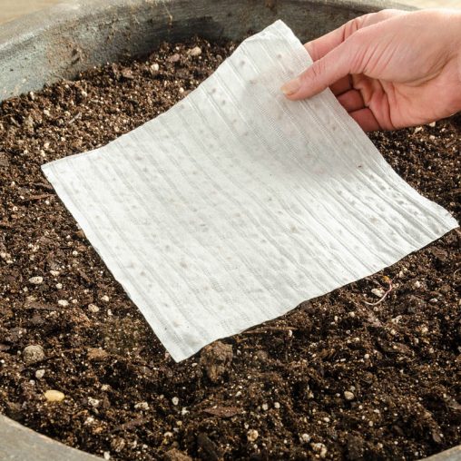 German Winter Thyme Seed - Image 2