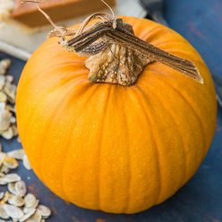 Naked Bear Hybrid Pumpkin Seed