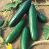 Diva Cucumber Seed
