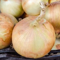 Patterson Hybrid Onion Seed