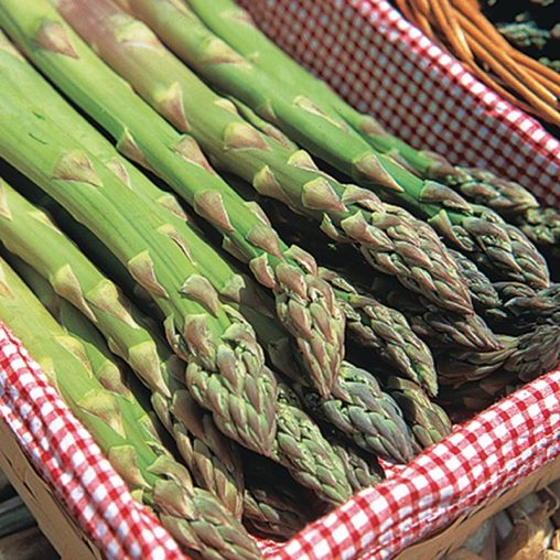 Jersey Supreme Asparagus Seed
