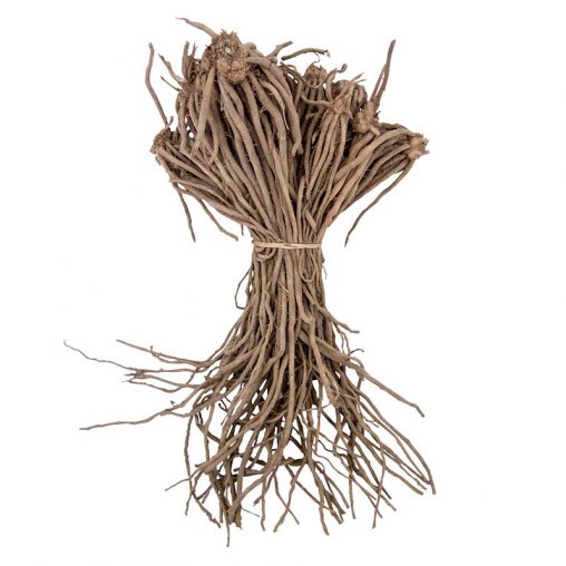 Jersey Supreme Asparagus Seed - Image 2
