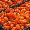 Habanada Sweet Pepper  Seed