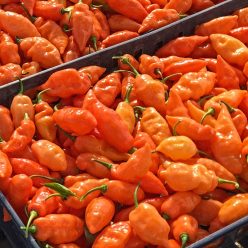 Habanada Sweet Pepper  Seed
