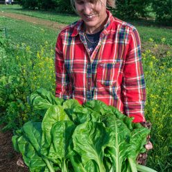 Swiss Perpetual Chard Seed