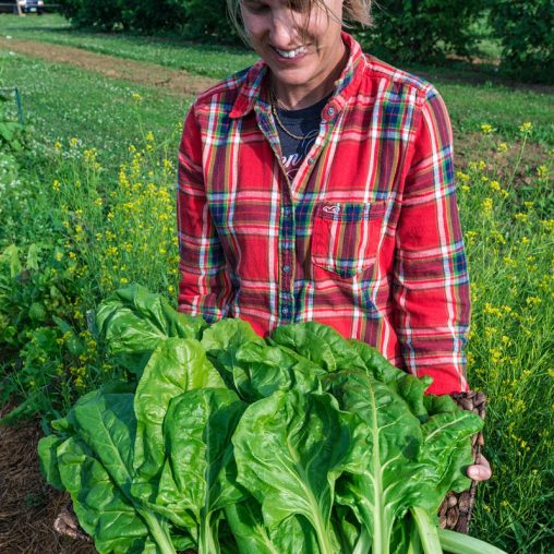 Swiss Perpetual Chard Seed