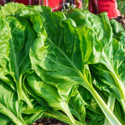 Swiss Perpetual Chard Seed - Image 2