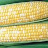 Honey 'n Pearl Hybrid Sweet Corn Seed (sh2)