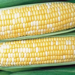 Honey 'n Pearl Hybrid Sweet Corn Seed (sh2)