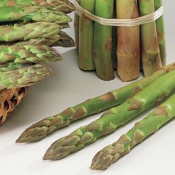 Jersey Giant Asparagus Seed