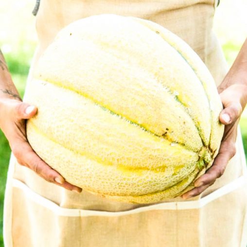 El Gordo Hybrid Melon Seed - Image 2