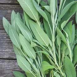 Sage Herb — Seed