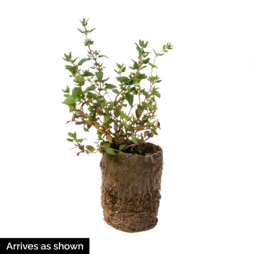 German Winter Thyme Seed - Image 3