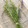 Rosemary Herb — Seed