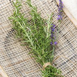 Rosemary Herb — Seed