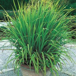 Lemon Grass Seed