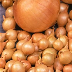 Stuttgarter Reisen Onion  Seed