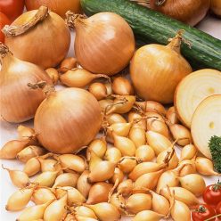 Sturon Onion  Seed