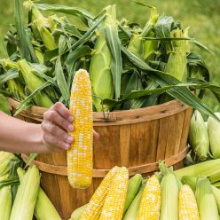 Simply Irresistible™ Hybrid Sweet Corn Seed