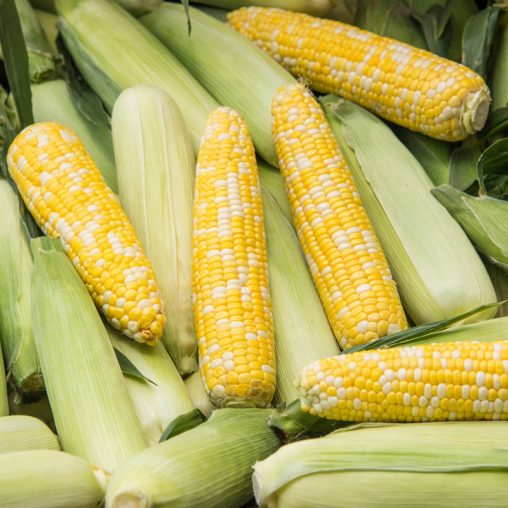 Simply Irresistible™ Hybrid Sweet Corn Seed - Image 3