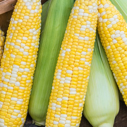 Simply Irresistible™ Hybrid Sweet Corn Seed - Image 4