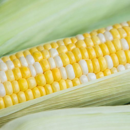 Simply Irresistible™ Hybrid Sweet Corn Seed - Image 5