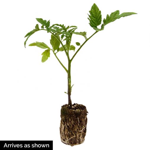 Big Beef Hybrid Tomato  Seed - Image 2