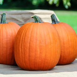 Early Prince Hybrid Pumpkin Seed
