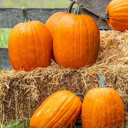 Early Prince Hybrid Pumpkin Seed - Image 2