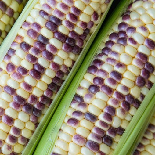 Wild Violet Hybrid Sweet Corn Seed - Image 2