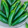 Primo II Jalapeno Hybrid Pepper  Seed