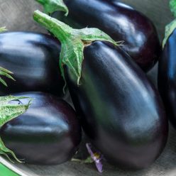 Midnight Queen Hybrid Eggplant Seed