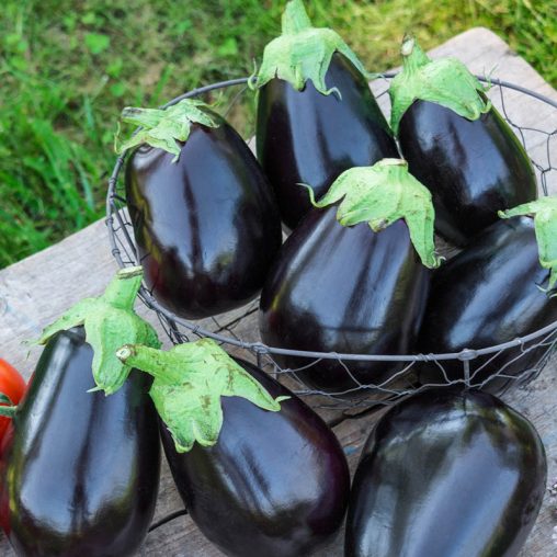 Midnight Queen Hybrid Eggplant Seed - Image 2