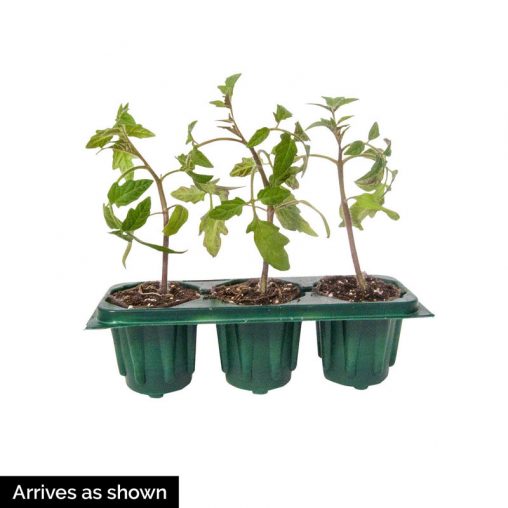 Midnight Queen Hybrid Eggplant Seed - Image 4