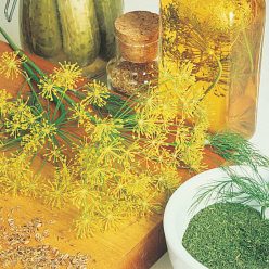 Mammoth Dill Seed Herb — Seed