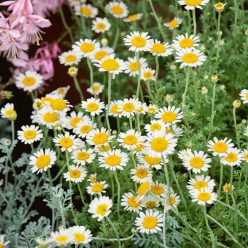 German Chamomile — Seed