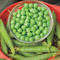 Miragreen Pea Seed