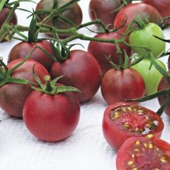 Chocolate Cherry Tomato  Seed