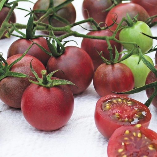 Chocolate Cherry Tomato  Seed