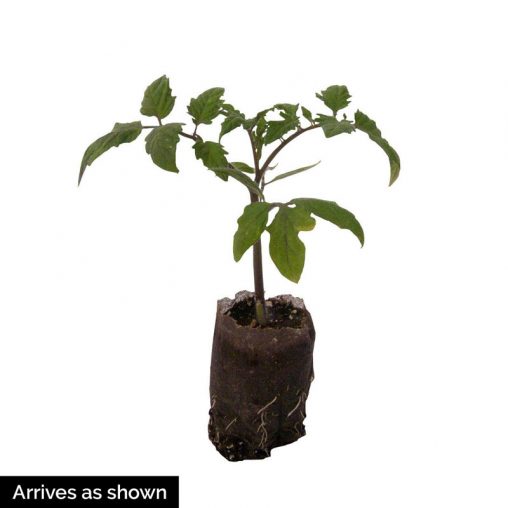 Black Krim Tomato Seed - Image 3