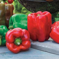 Giant II Hybrid Sweet Pepper Seed