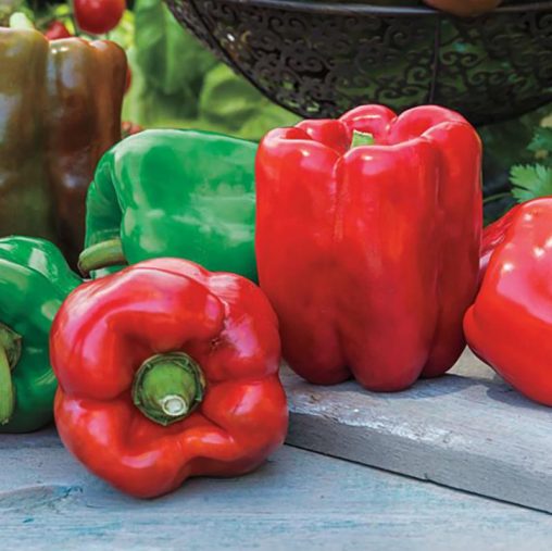 Giant II Hybrid Sweet Pepper Seed