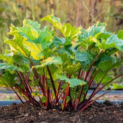 Superior Genetics Seed Line Red Rhubarb