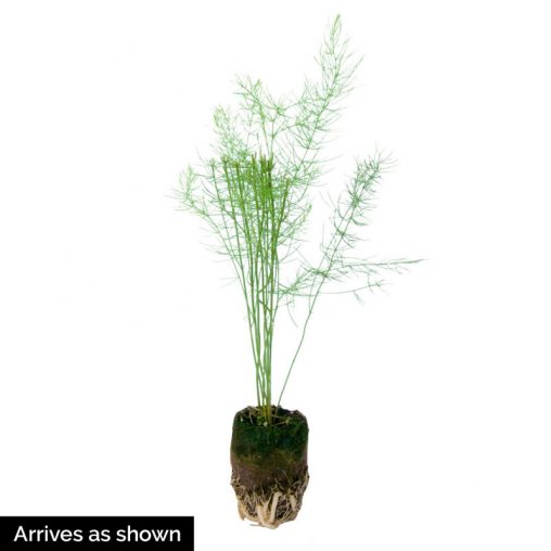 Spartacus Hybrid Asparagus Seed - Image 2