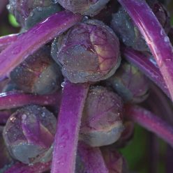 Redarling Hybrid Brussels Sprouts Seed