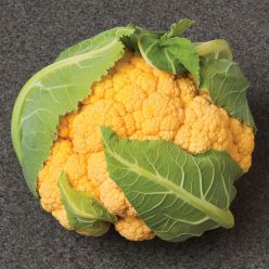 Flame Star Hybrid Cauliflower Seed